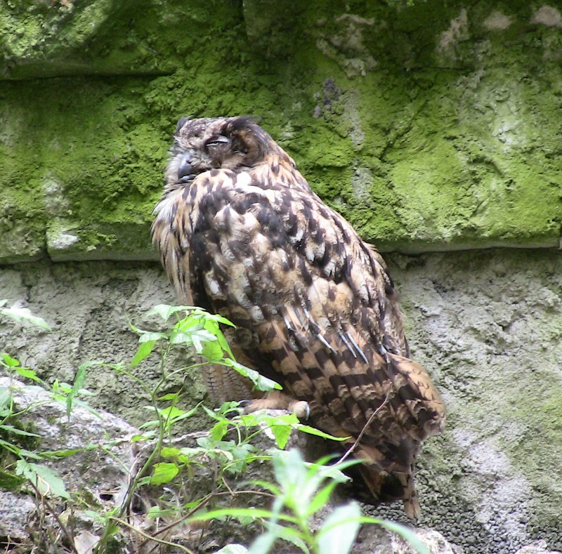 Bennas2010-0502.jpg - The Eagle Owl